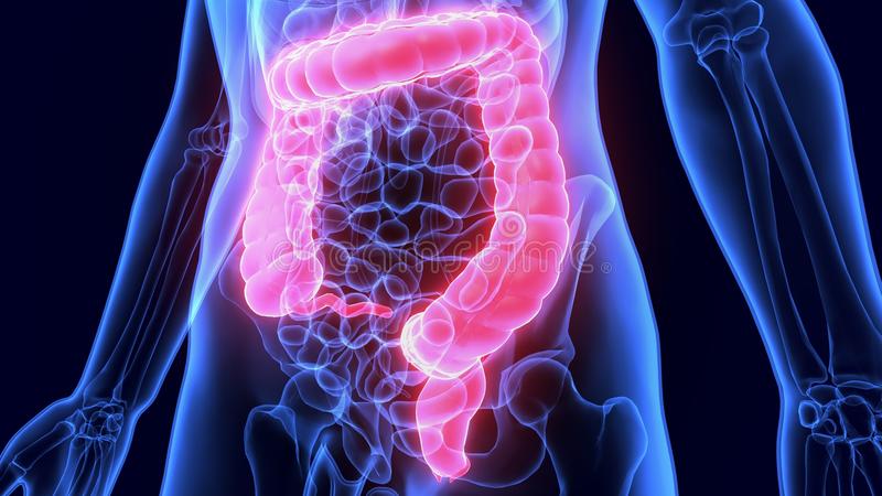 large-intestine-also-known-as-large-bowel-colon-last-part-gastrointestinal-tract-digestive-118445162