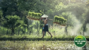 Bát cơm nấu chín để nguội giàu tinh bột kháng hỗ trợ trục ruột não
